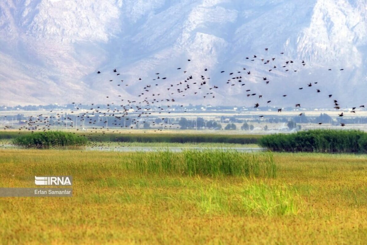 تالاب بین المللی گندمان