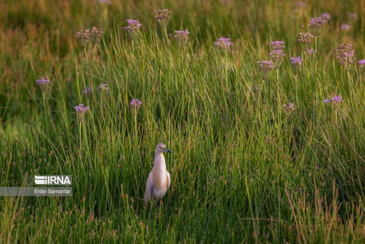 تالاب بین المللی گندمان