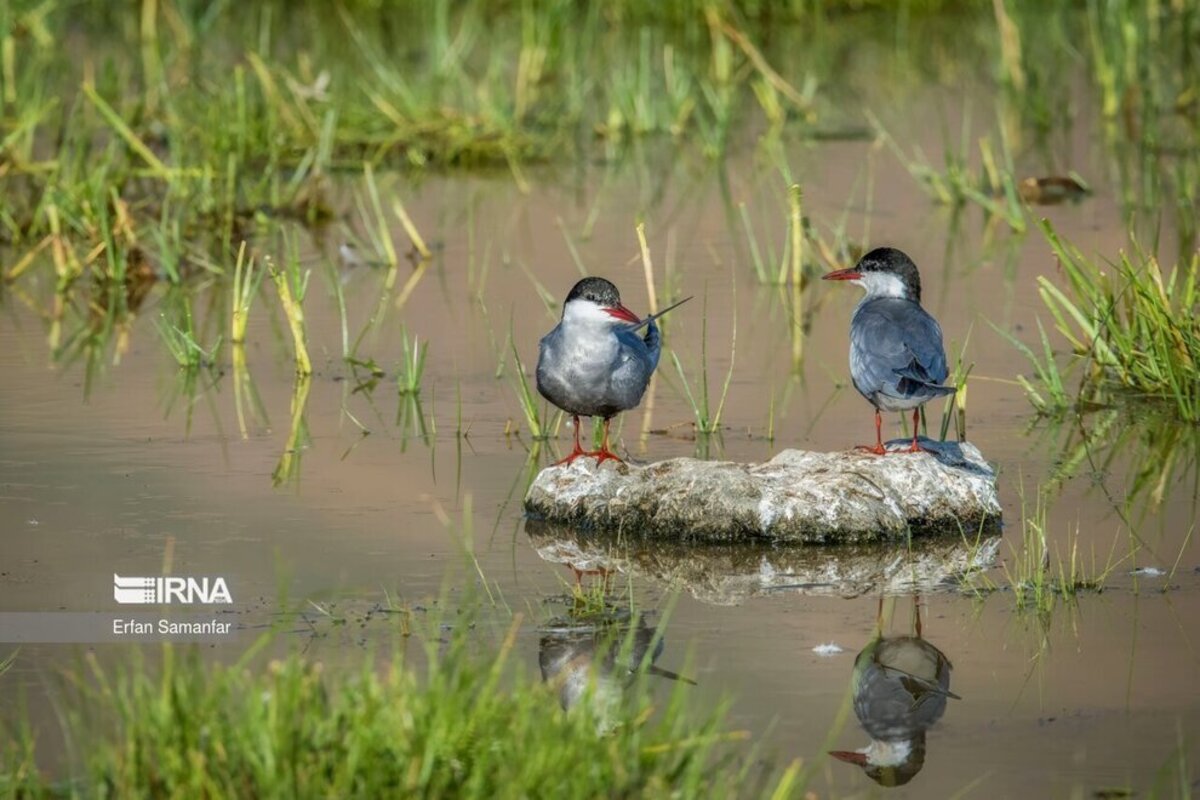 تالاب بین المللی گندمان