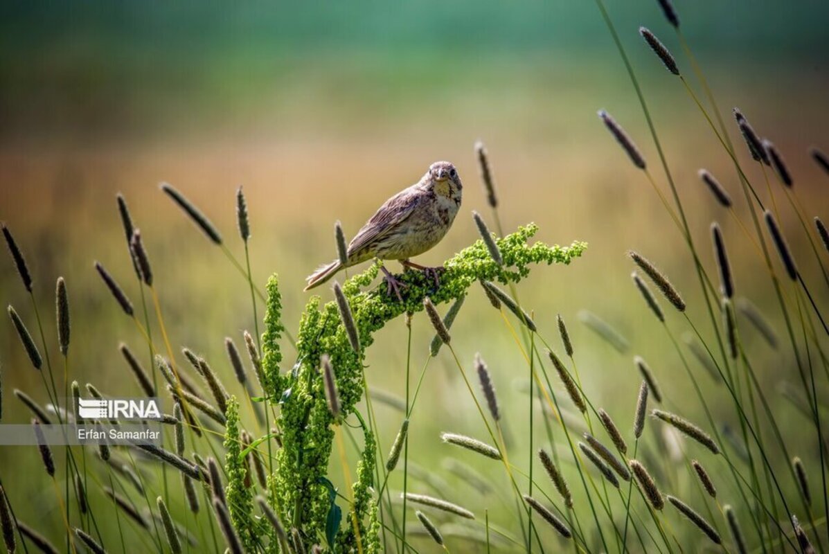 تالاب بین المللی گندمان