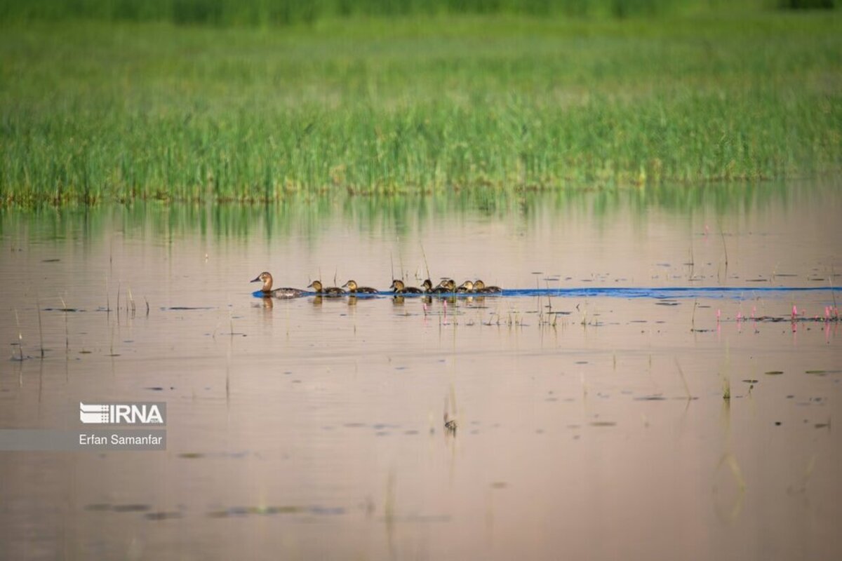 تالاب بین المللی گندمان