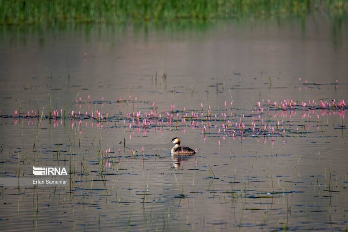 تالاب بین المللی گندمان
