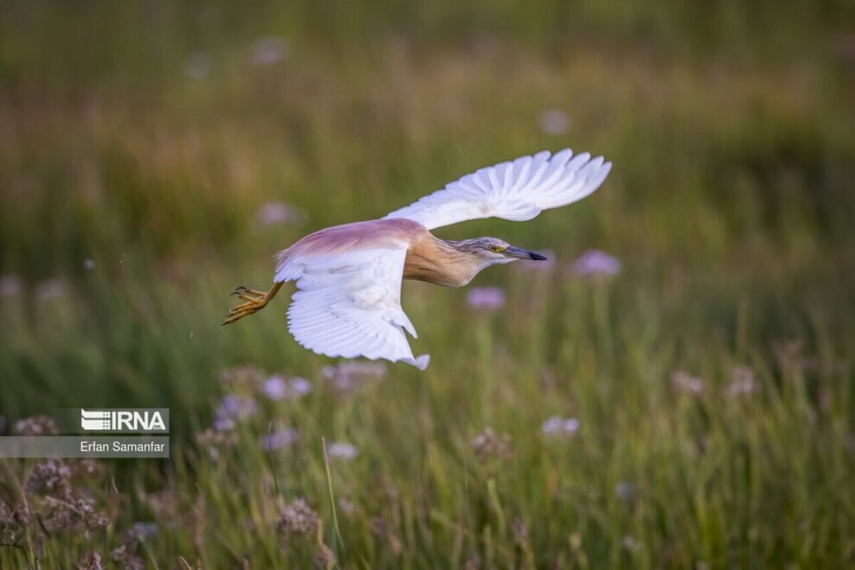 تالاب بین المللی گندمان