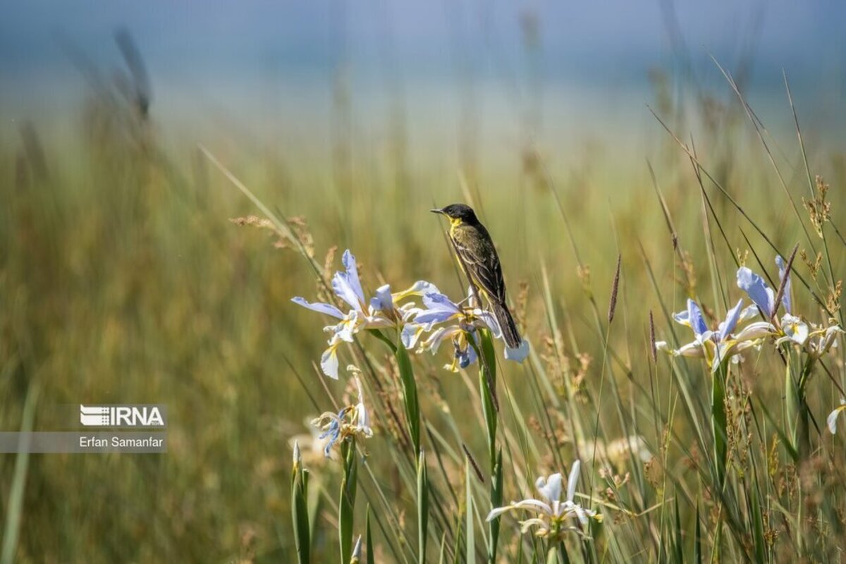 تالاب بین المللی گندمان