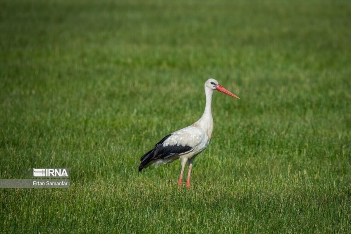 تالاب بین المللی گندمان