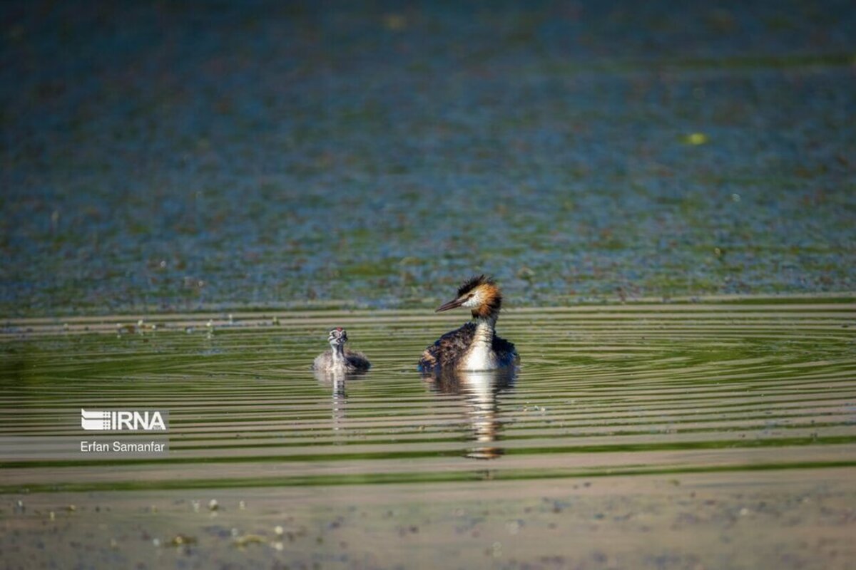 تالاب بین المللی گندمان