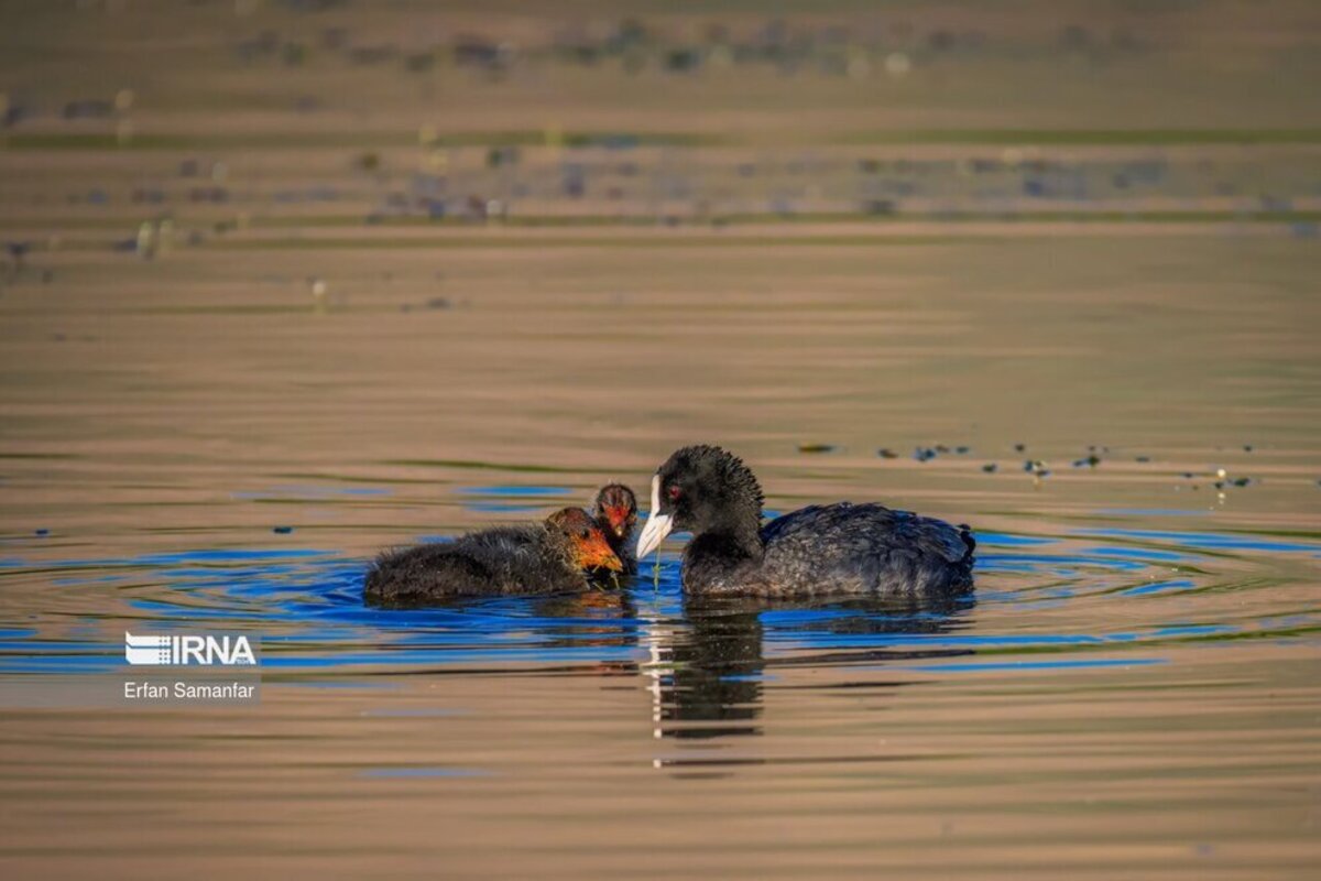 تالاب بین المللی گندمان