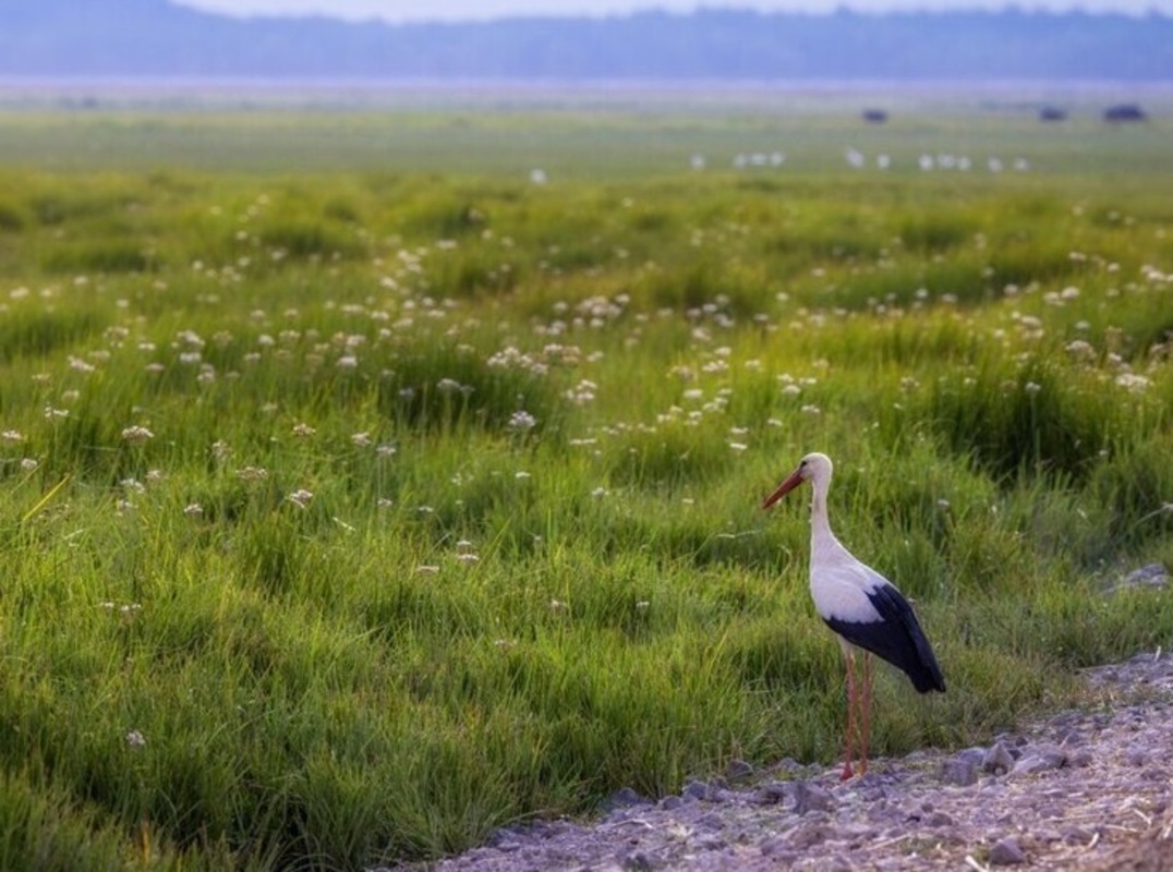 تالاب بین المللی گندمان