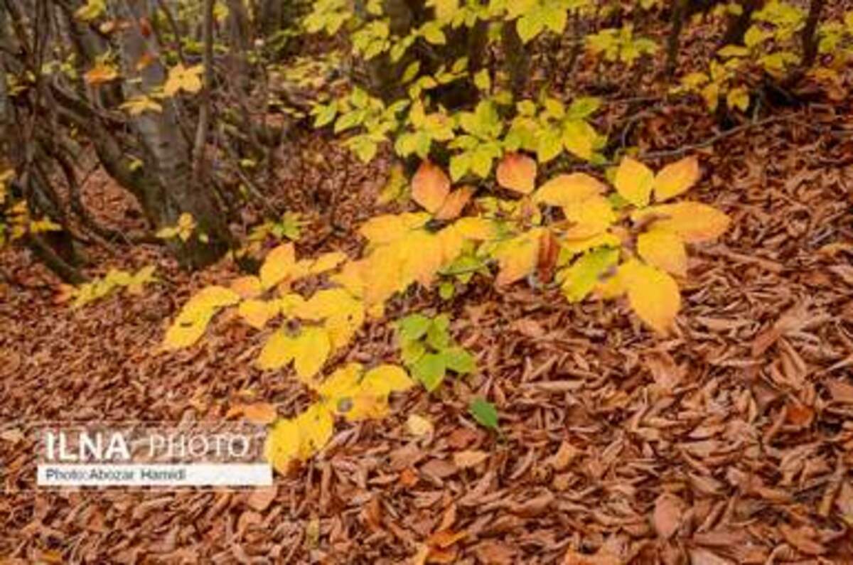  پاییز زیبای روستای داماش در شهرستان رودبار