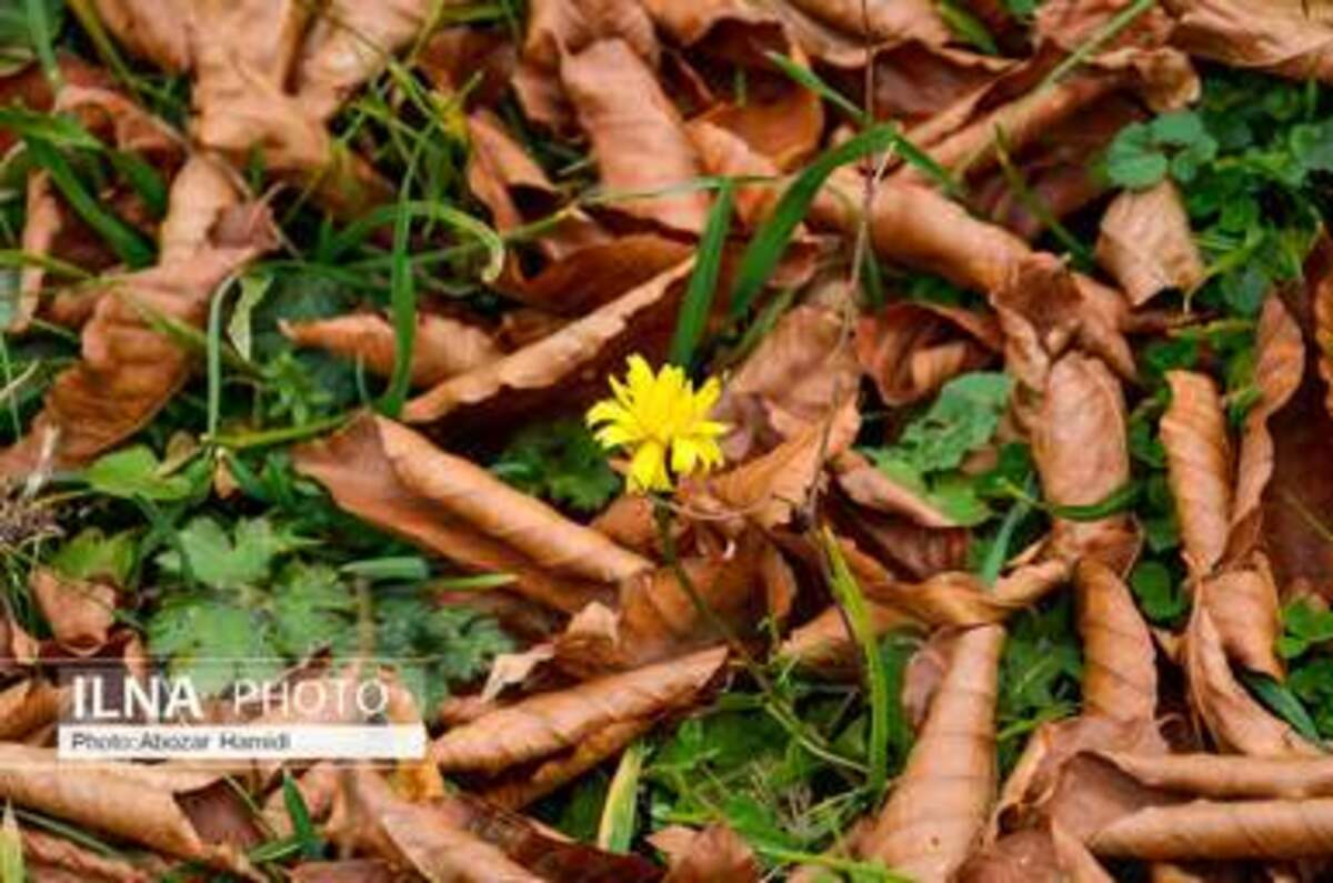  پاییز زیبای روستای داماش در شهرستان رودبار