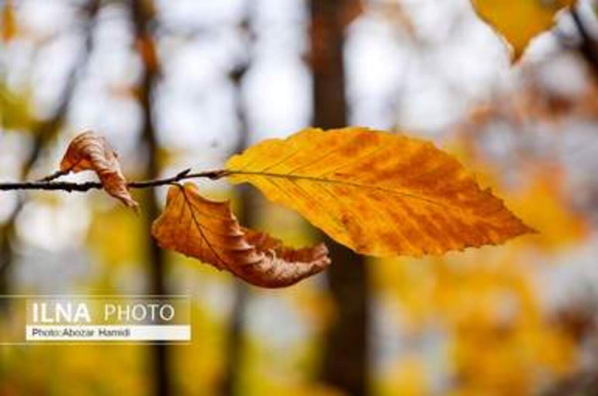  پاییز زیبای روستای داماش در شهرستان رودبار