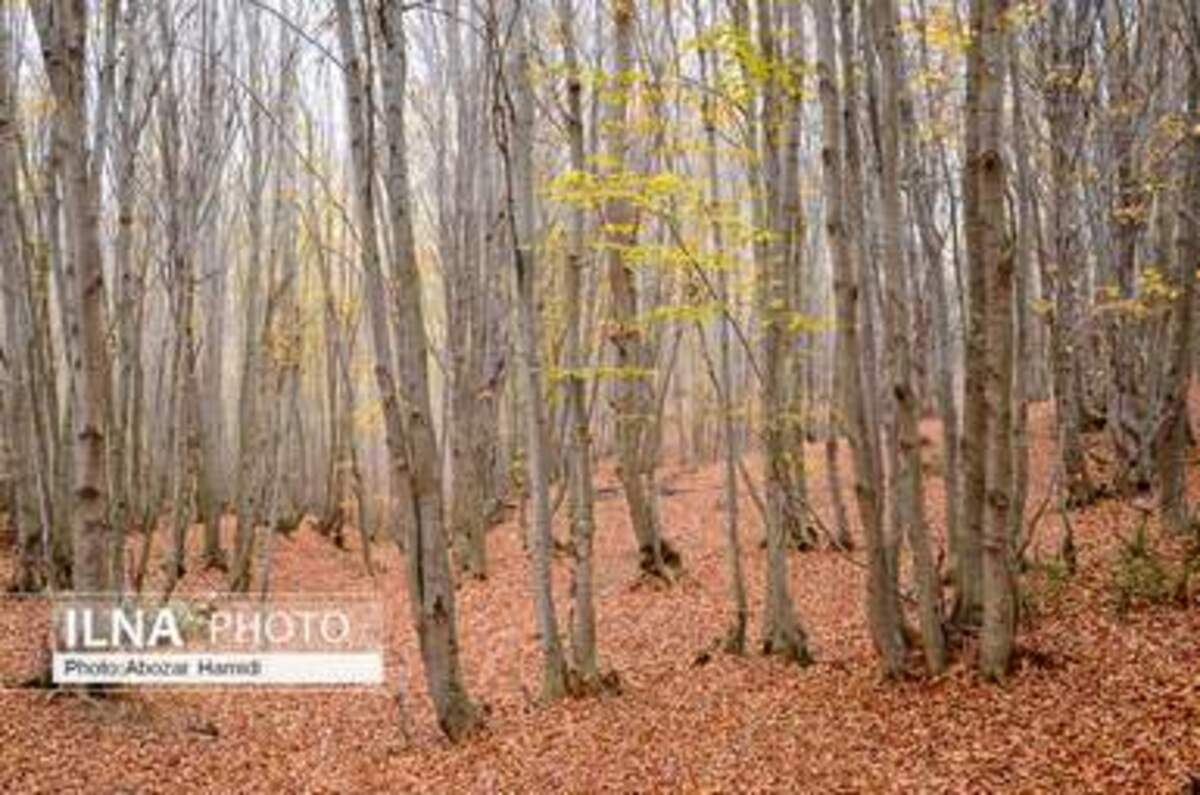  پاییز زیبای روستای داماش در شهرستان رودبار