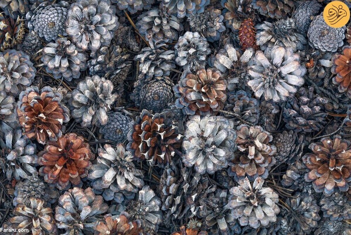 ۴۰ عکس برنده خیره‌کننده مسابقه عکاسی منظره طبیعی ۲۰۲۳