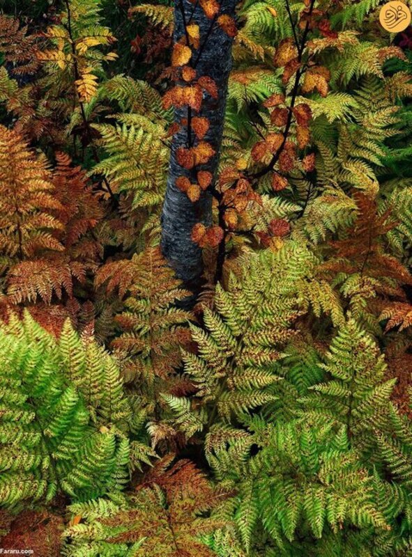 ۴۰ عکس برنده خیره‌کننده مسابقه عکاسی منظره طبیعی ۲۰۲۳