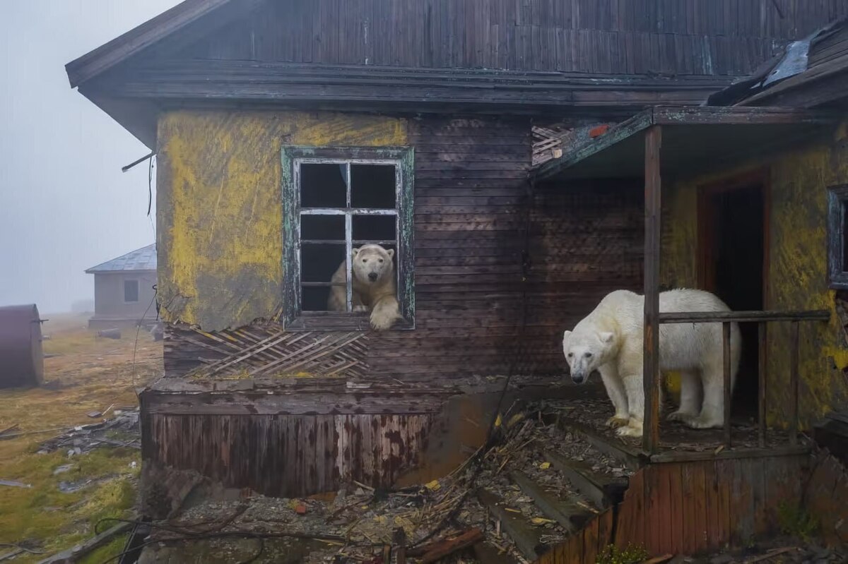 خرس‌های قطبی، ساکنان جدید ایستگاه هواشناسی متروک روس ا