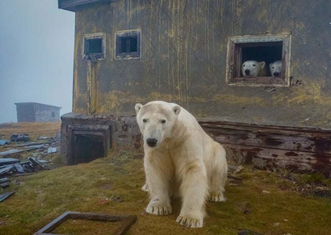 خرس‌های قطبی، ساکنان جدید ایستگاه هواشناسی متروک روس ا