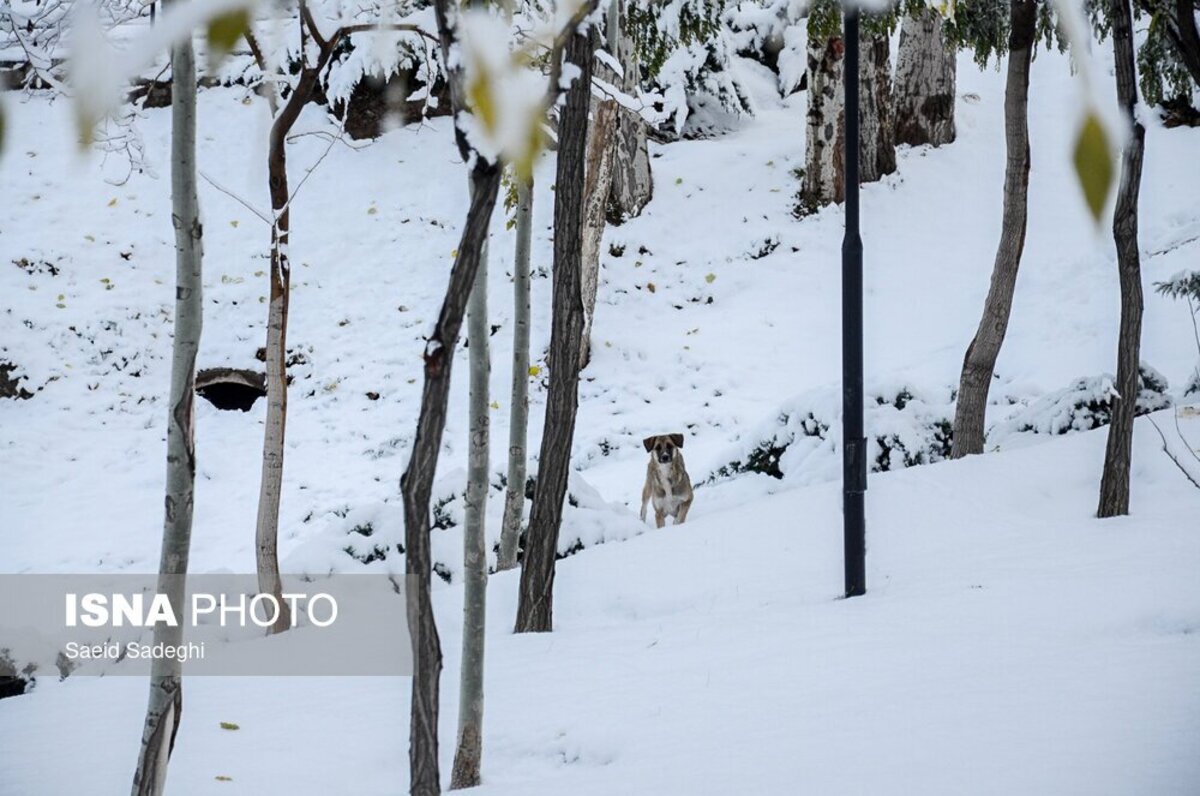 بارش اولین برف پاییزی در تبریز