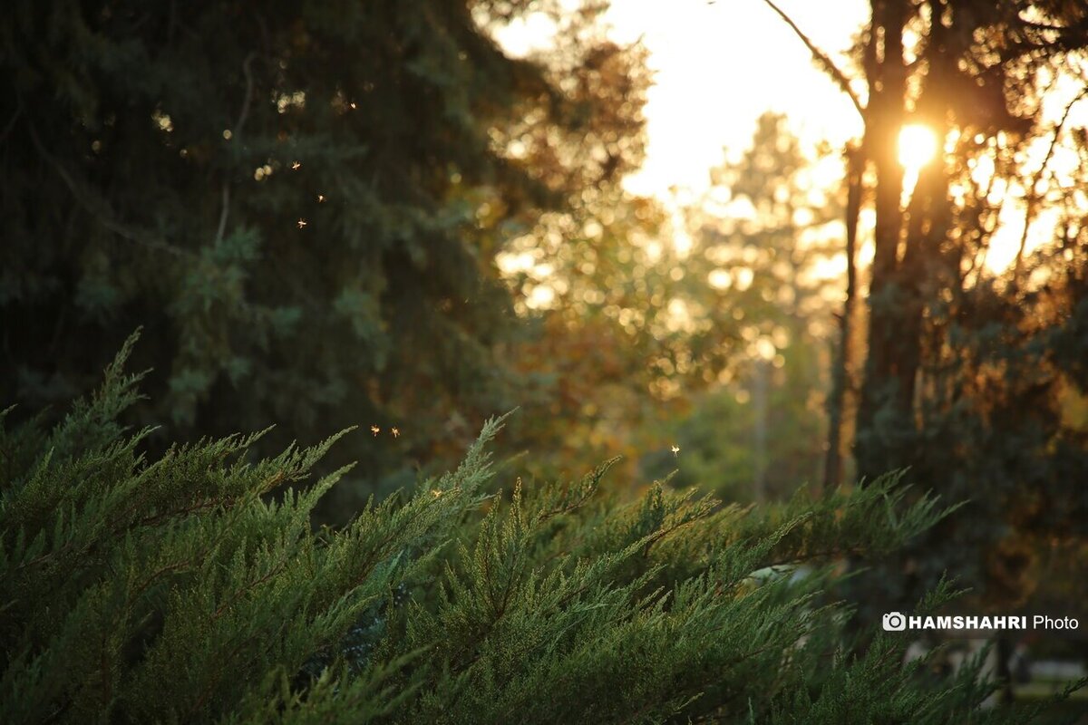پاییز هزار رنگ در باغ گیاه شناسی