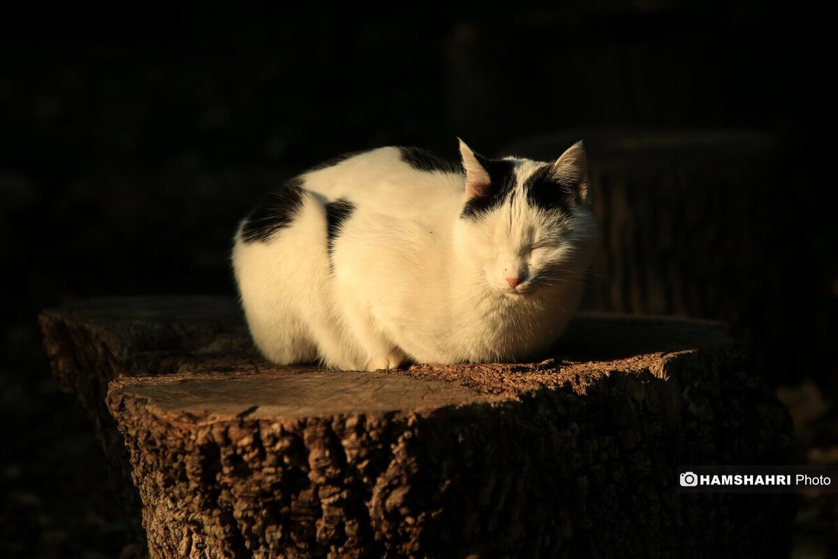 پاییز هزار رنگ در باغ گیاه شناسی