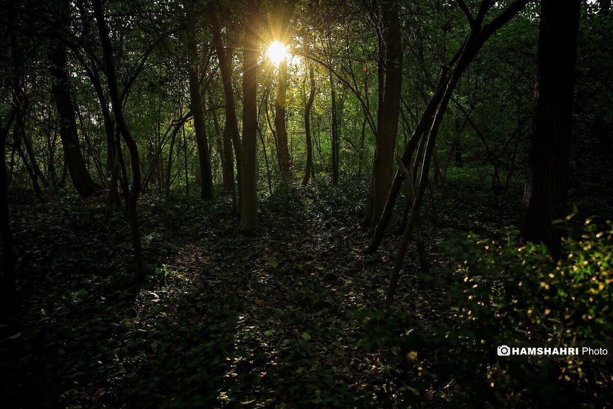 پاییز هزار رنگ در باغ گیاه شناسی