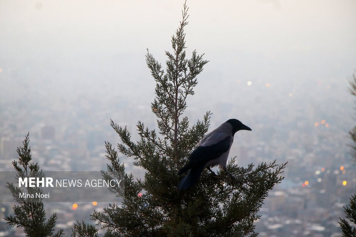 هوای تبریز در وضعیت ناسالم