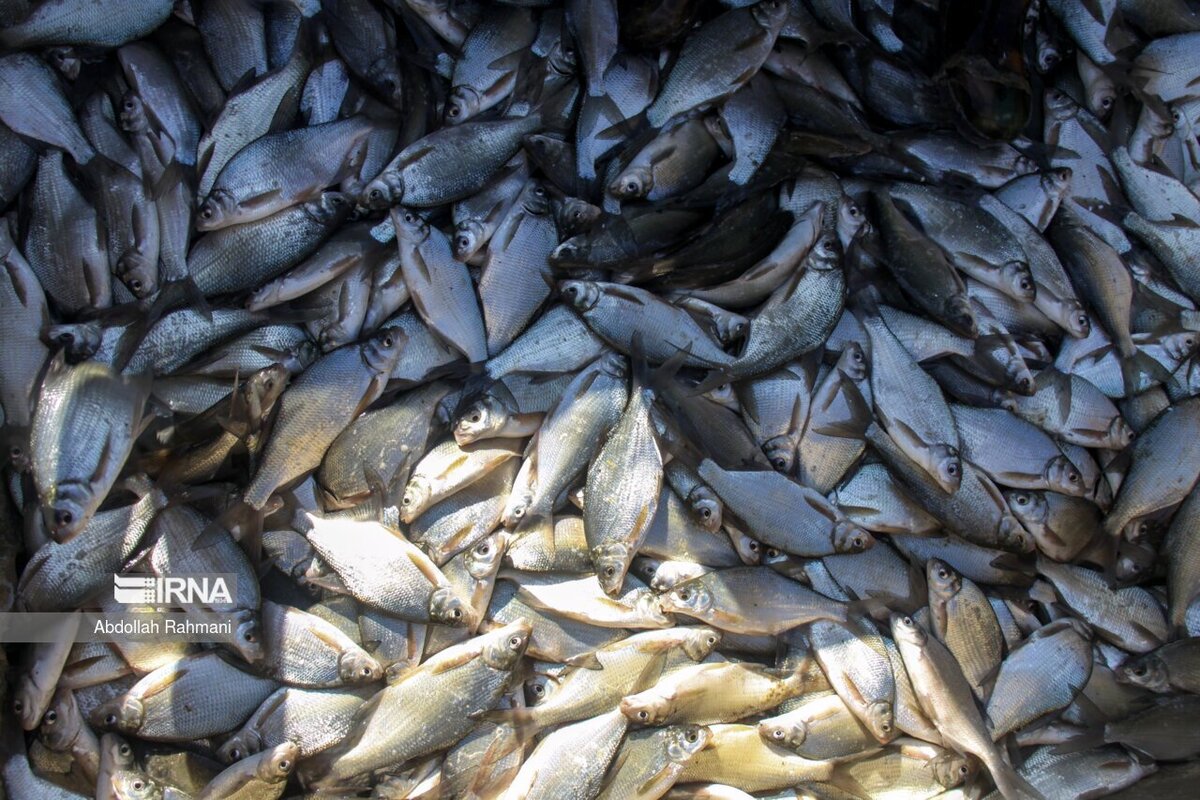 صید ماهی در سد مهاباد