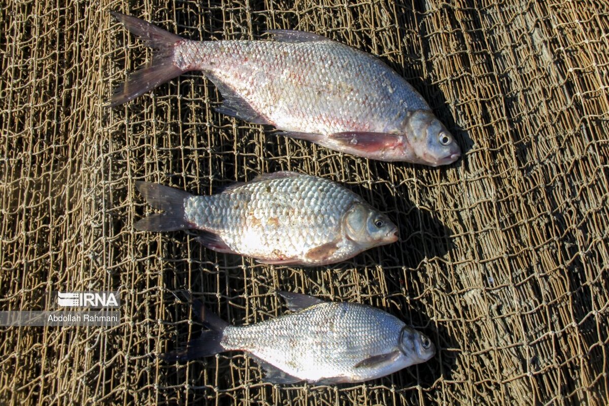 صید ماهی در سد مهاباد