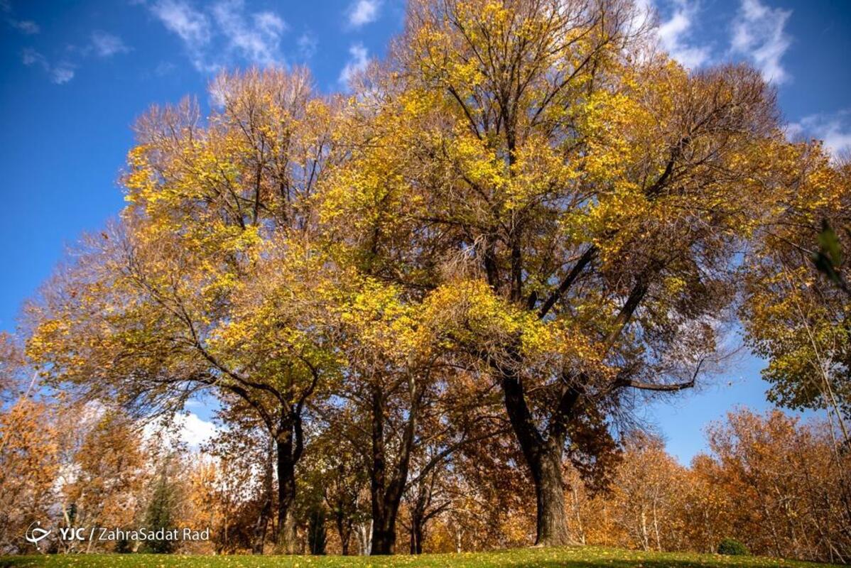 پاییز هزار رنگ در بوستان ملت تهران