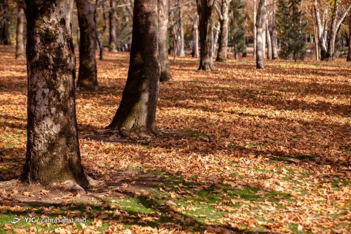 پاییز هزار رنگ در بوستان ملت تهران