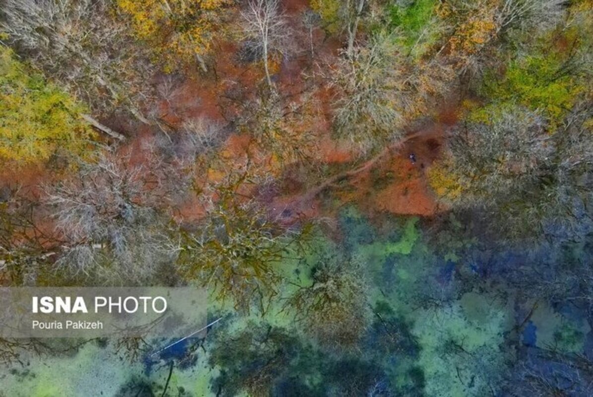 پاییز در مرداب دریوک مازندران