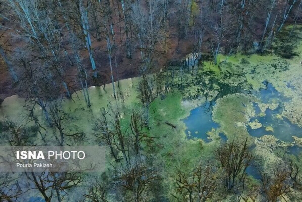 پاییز در مرداب دریوک مازندران