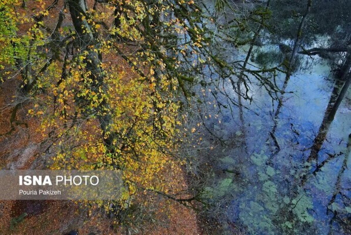 پاییز در مرداب دریوک مازندران