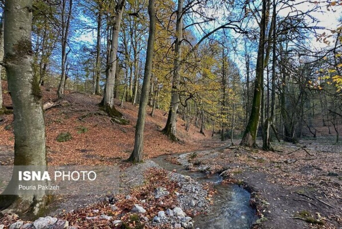 پاییز در مرداب دریوک مازندران