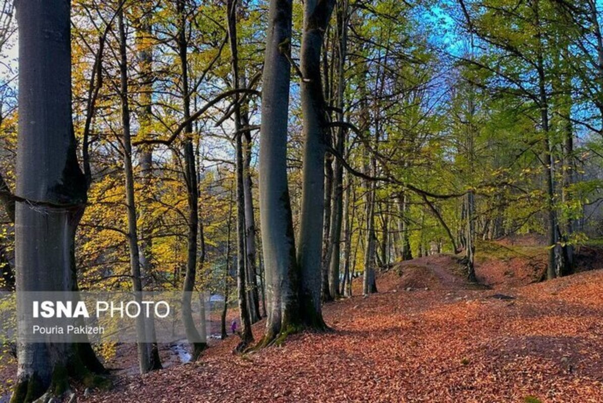 پاییز در مرداب دریوک مازندران