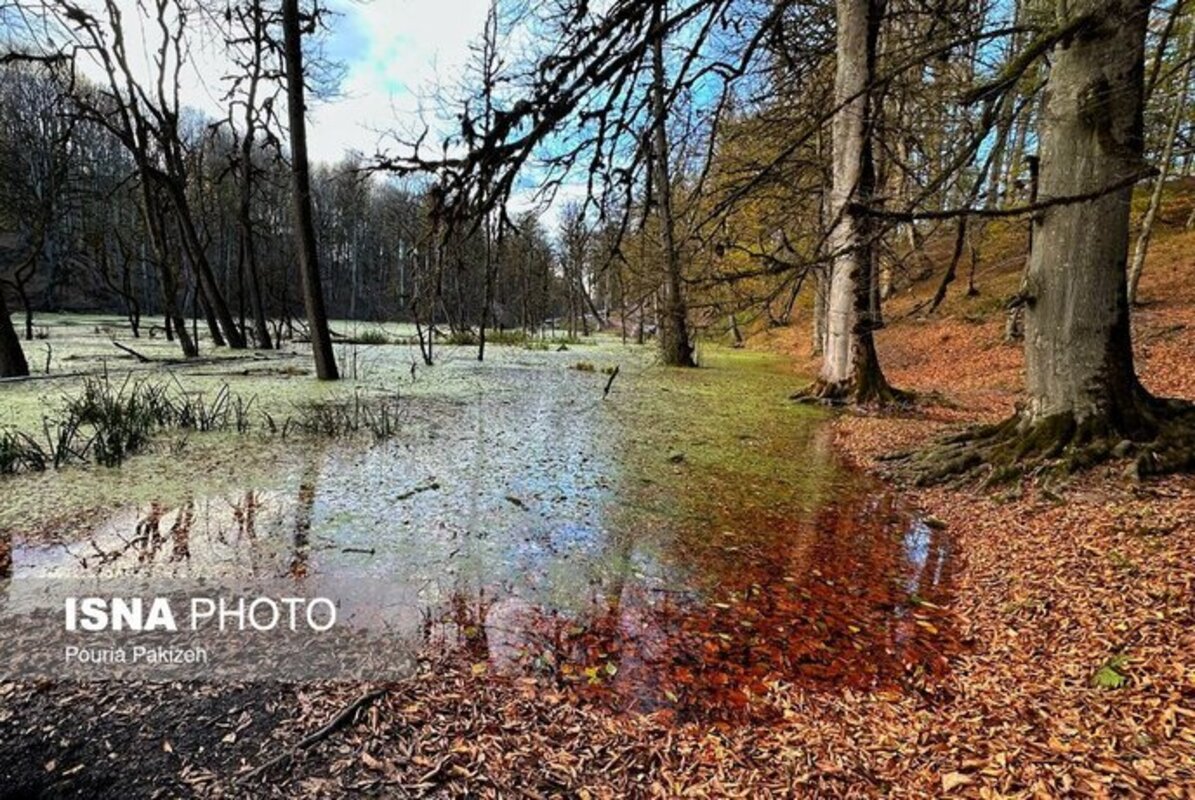 پاییز در مرداب دریوک مازندران