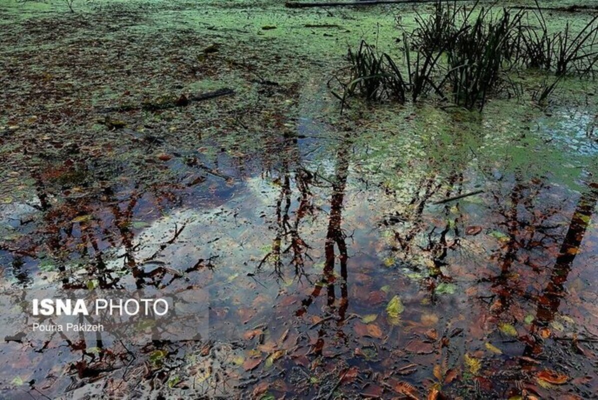 پاییز در مرداب دریوک مازندران