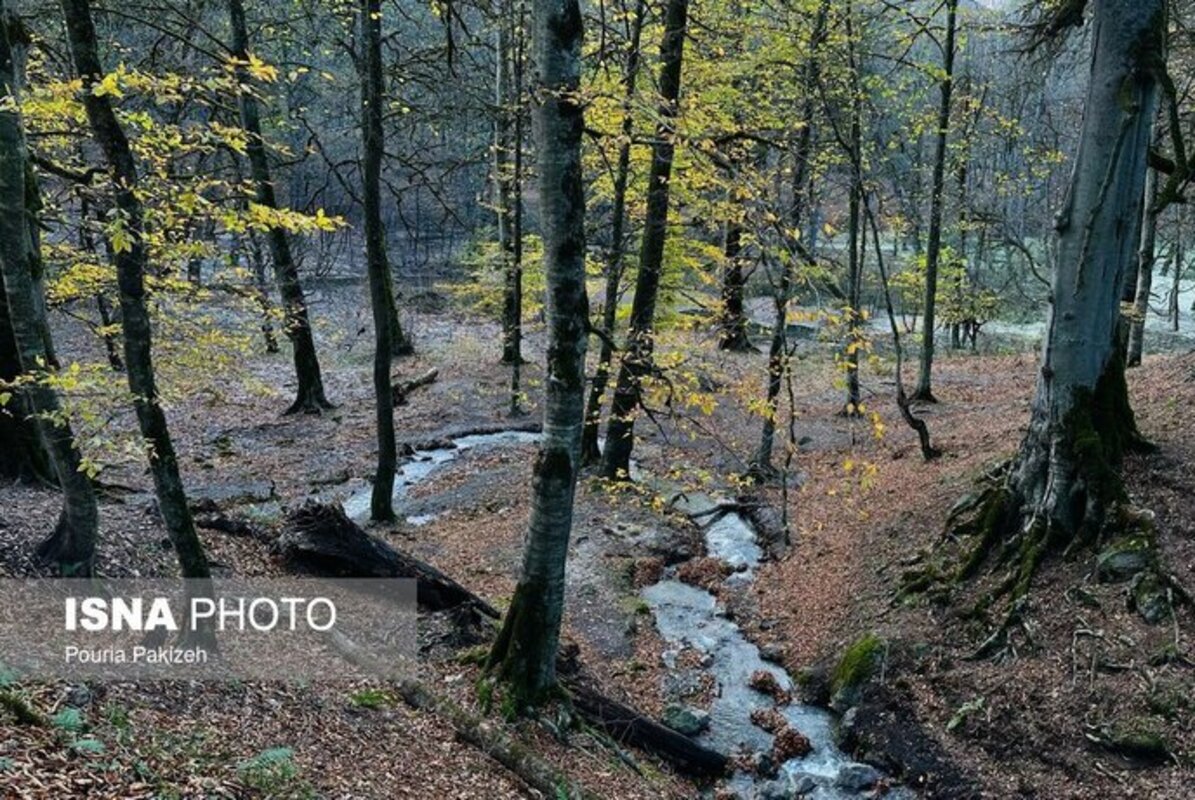 پاییز در مرداب دریوک مازندران