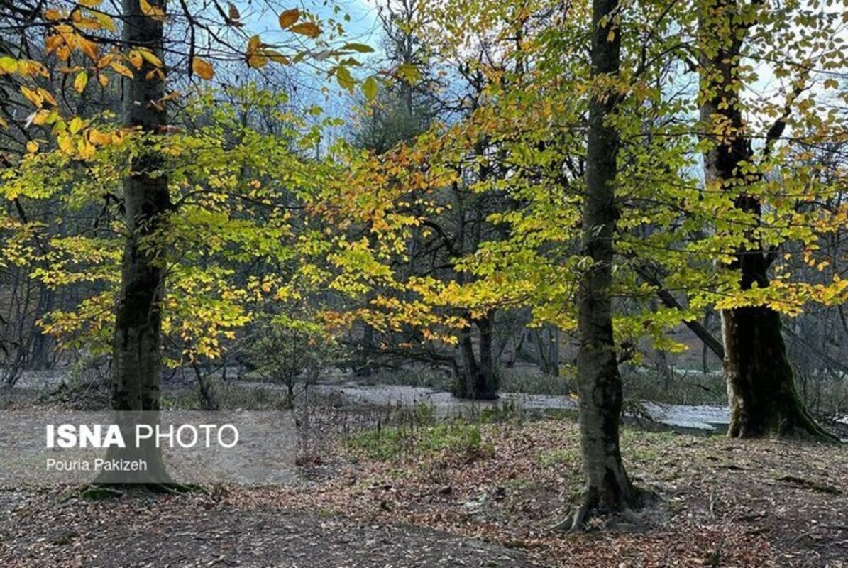 پاییز در مرداب دریوک مازندران
