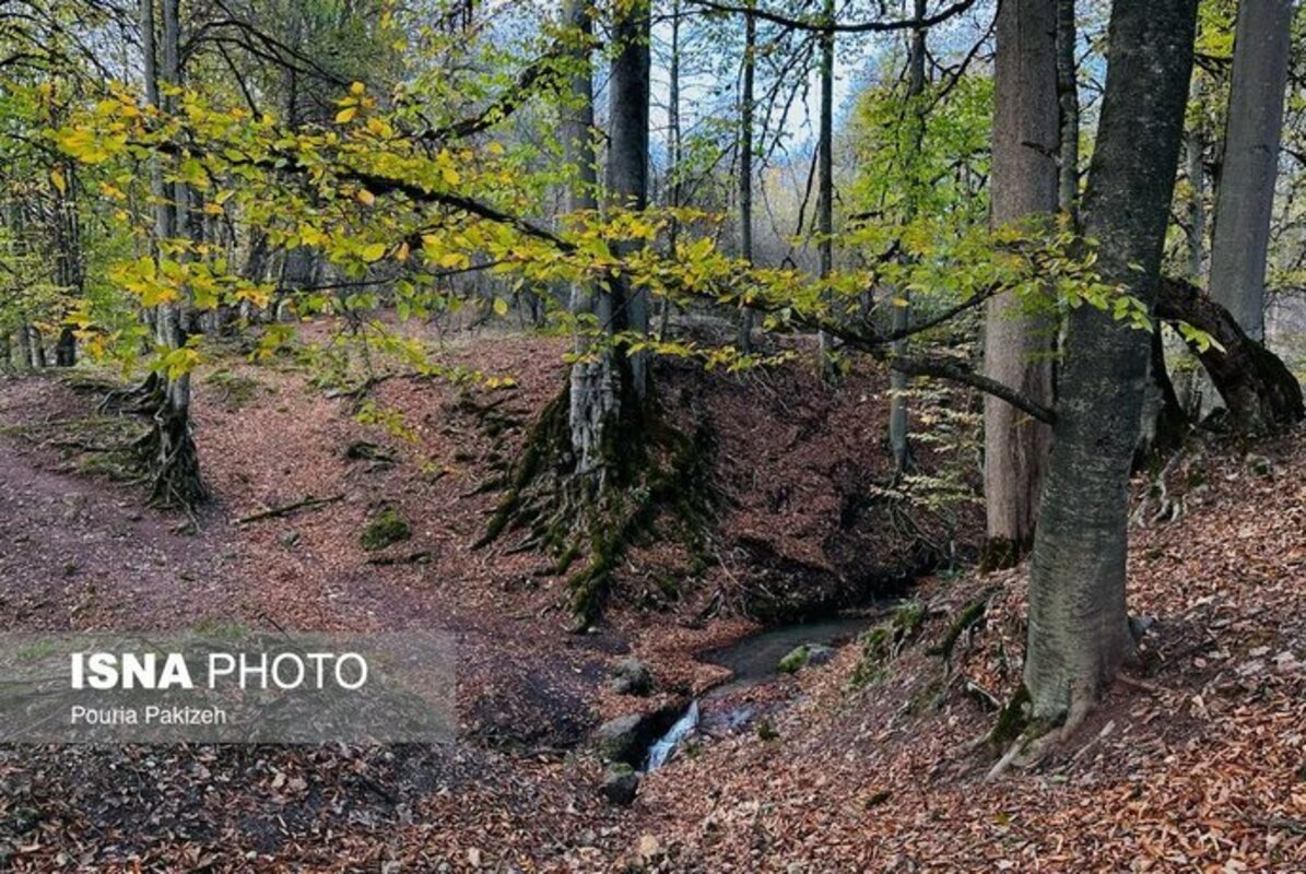 پاییز در مرداب دریوک مازندران