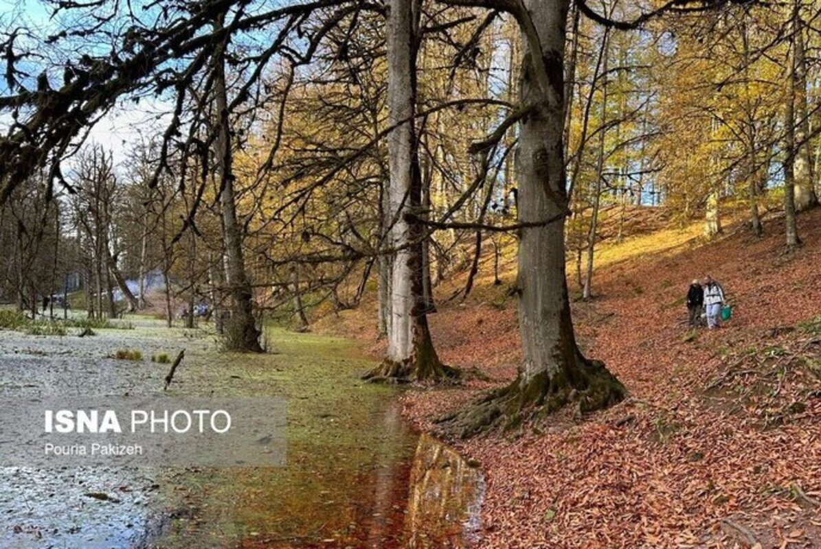 پاییز در مرداب دریوک مازندران