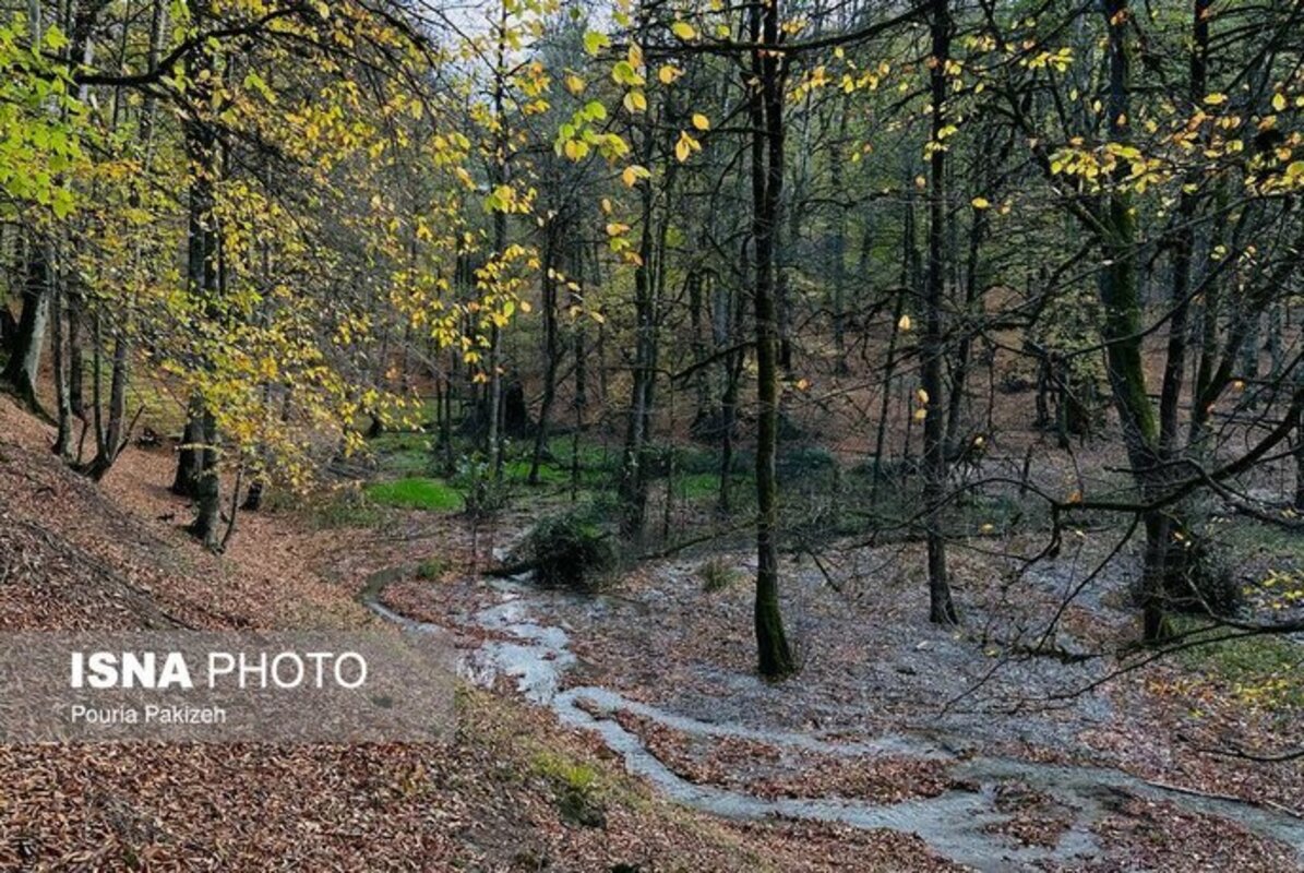 پاییز در مرداب دریوک مازندران