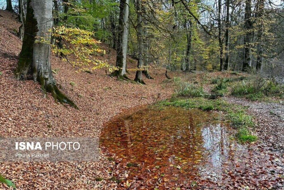 پاییز در مرداب دریوک مازندران