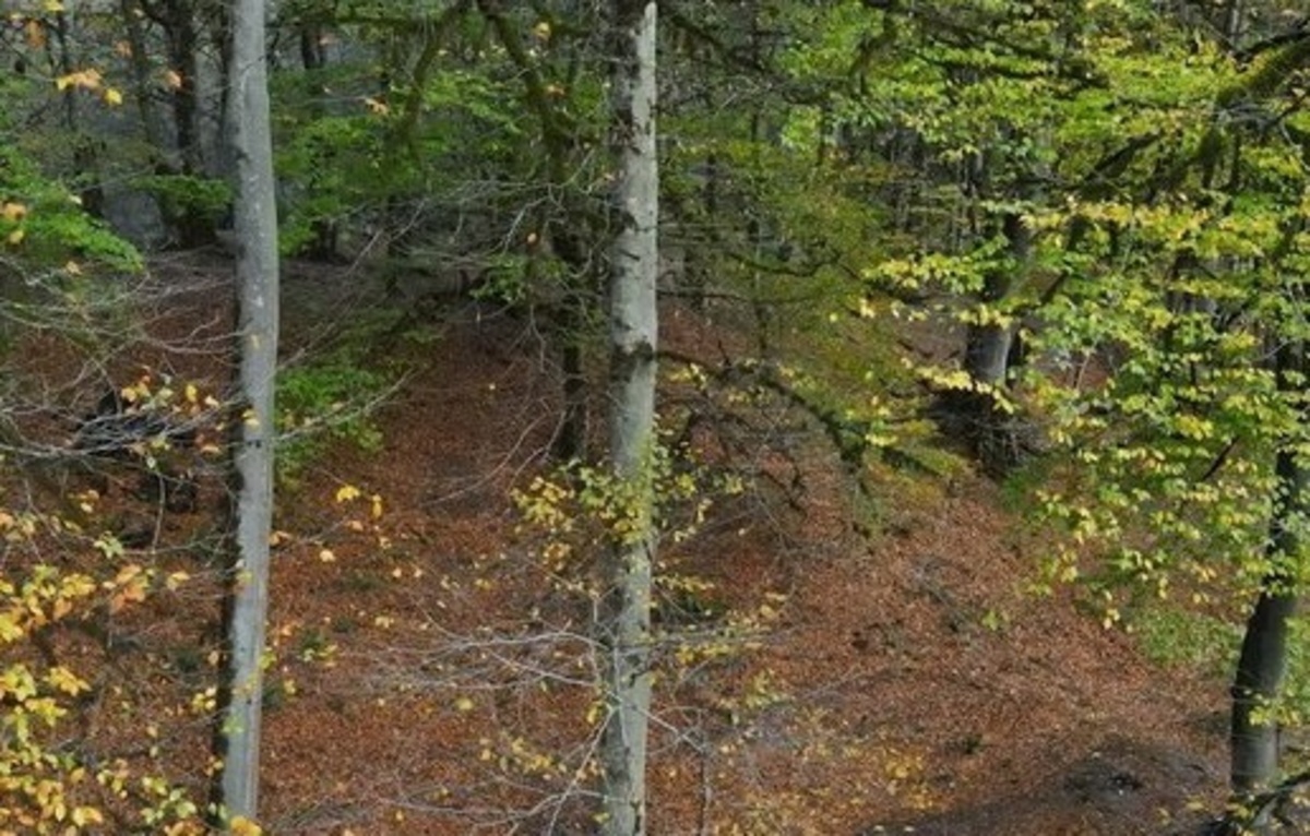 پاییز در مرداب دریوک مازندران