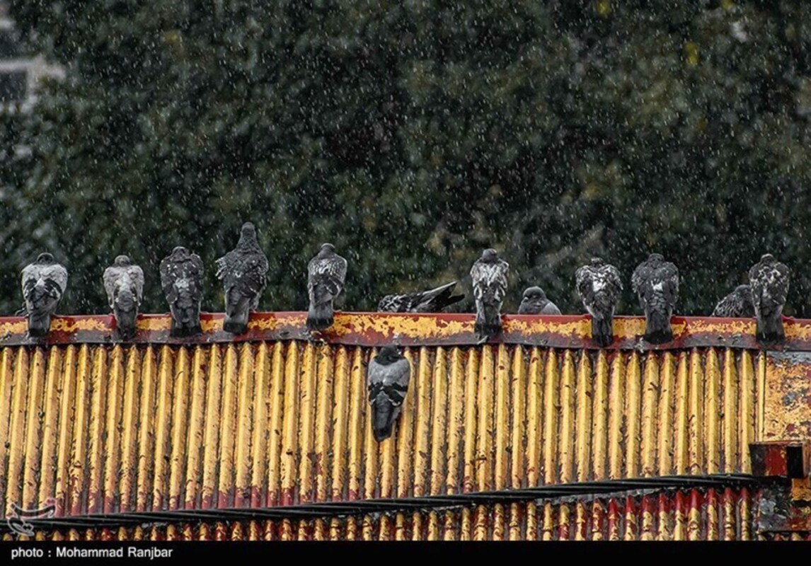 بارش باران در رشت