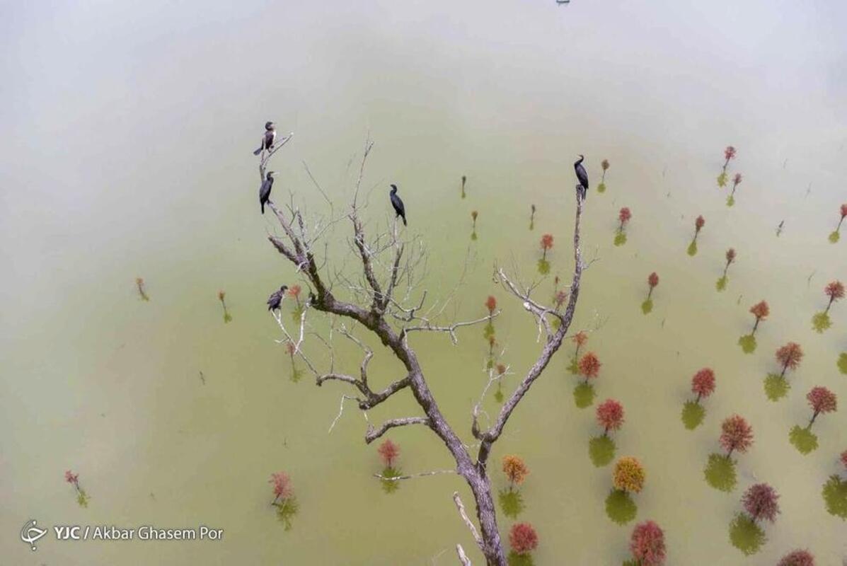 پاییز هزار رنگ مازندران