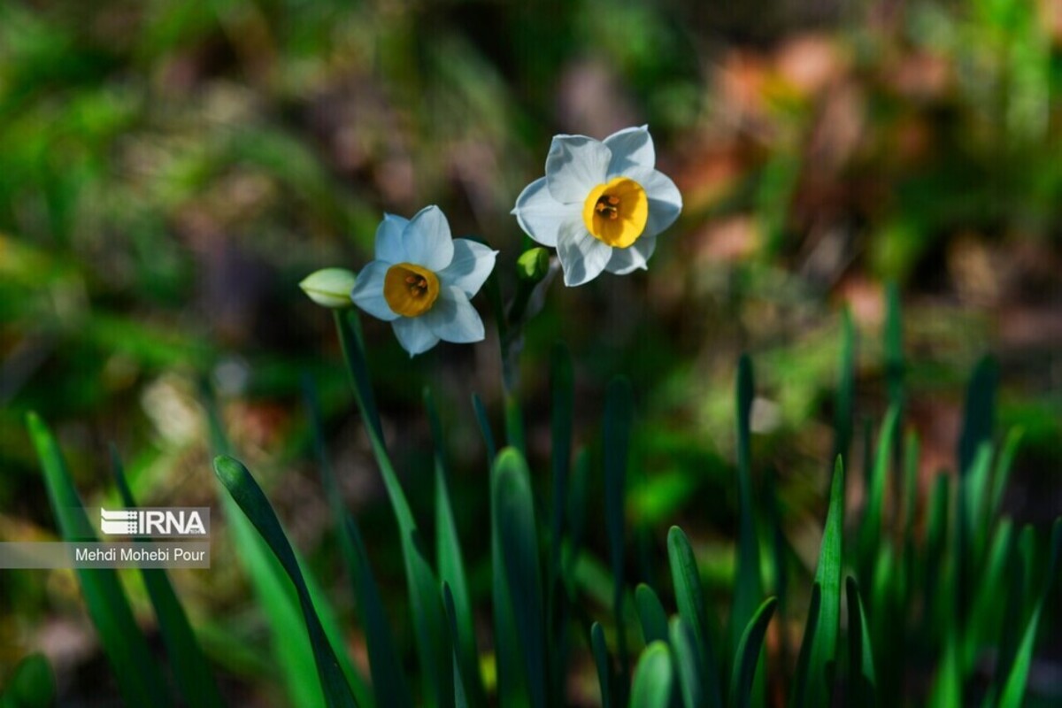 فصل نرگس