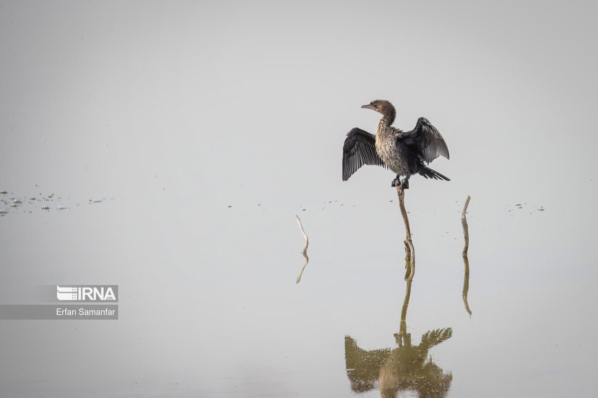 کلان‌تالاب «هورالعظیم»