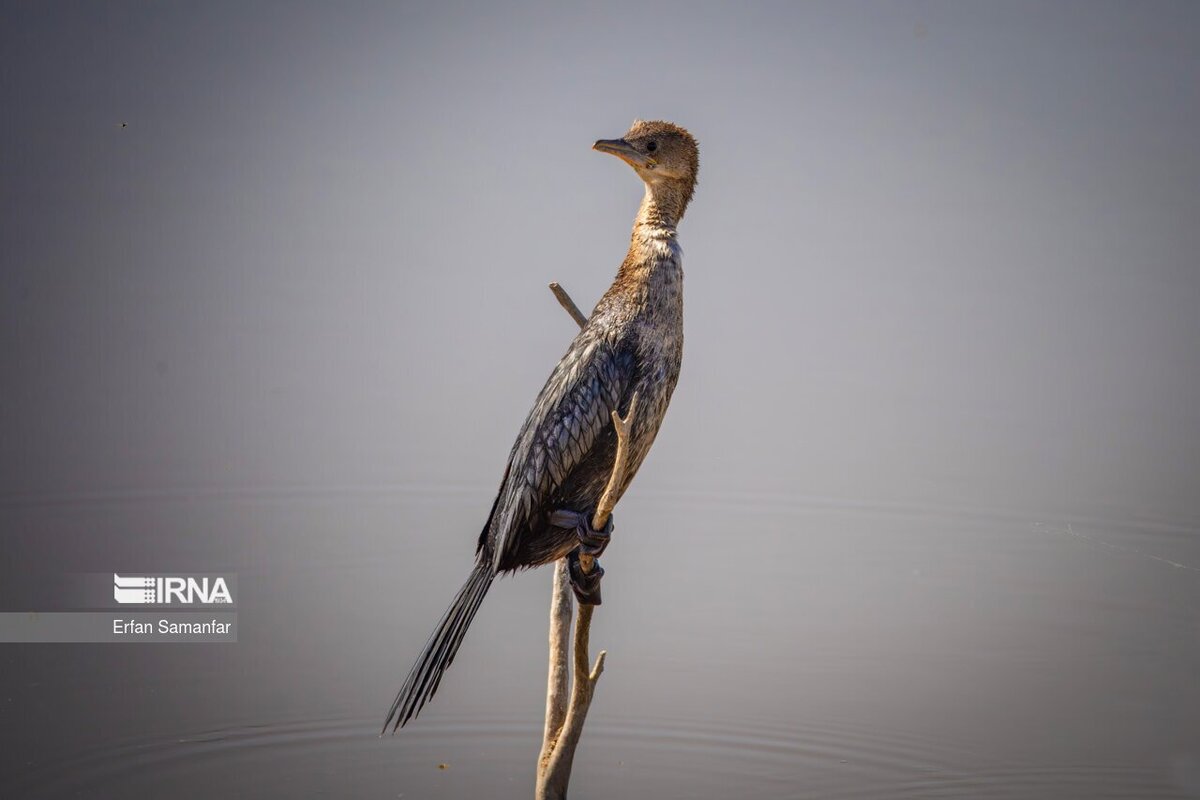 کلان‌تالاب «هورالعظیم»