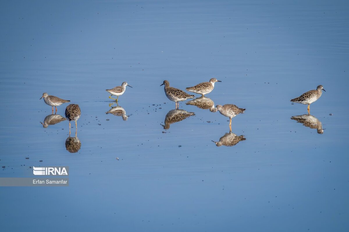 کلان‌تالاب «هورالعظیم»