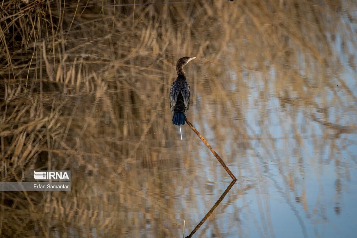 کلان‌تالاب «هورالعظیم»